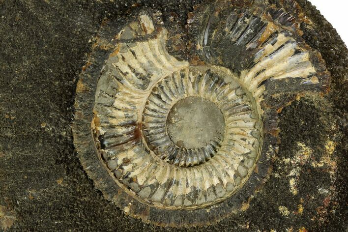 Ammonite In Septarian Nodule - Madagascar #124160